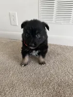Zara , a female Keeshond and Australian Shepherd for sale in Nashville, TN – Photo 3 of 3