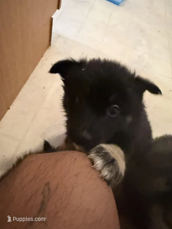 Zara  – Keeshond, Australian Shepherd puppy for sale in Nashville, TN