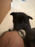 Zara , a female Keeshond and Australian Shepherd for sale in Nashville, TN – Photo 1 of 3