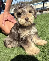 Teal collar chocolate Merle, a male Miniature Schnauzer for sale in Farmersville, TX – 1 of 4