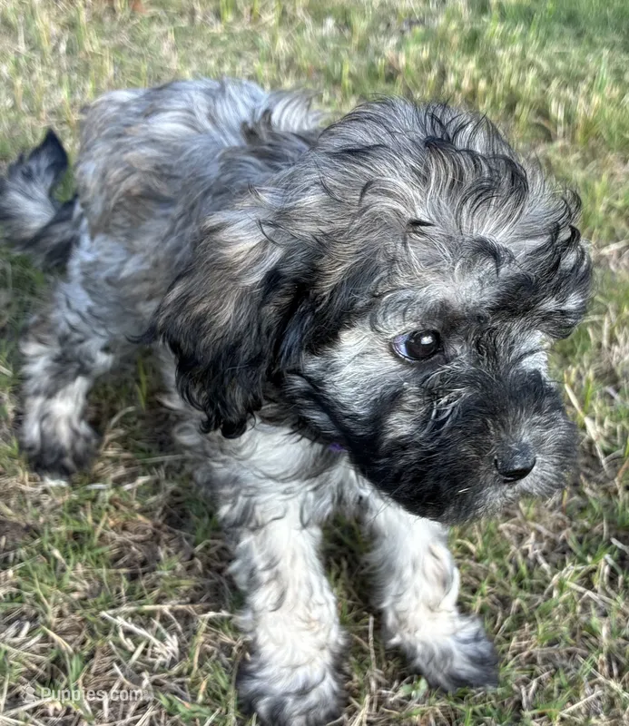 Purple collar – Goldendoodle puppy for sale in Farmersville, TX