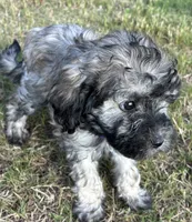 Purple collar, a female Goldendoodle for sale in Farmersville, TX – 1 of 3