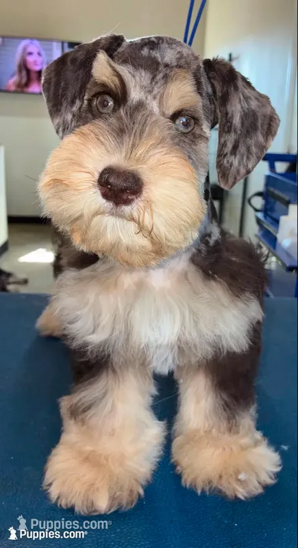 Teal collar chocolate Merle – Miniature Schnauzer puppy for sale in Farmersville, TX