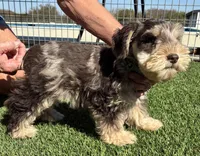 Teal collar chocolate Merle, a male Miniature Schnauzer for sale in Farmersville, TX – 3 of 4