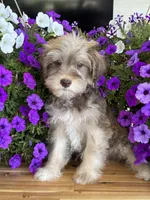 Cream collar , a female Schnoodle for sale in Farmersville, TX – Photo 2 of 4