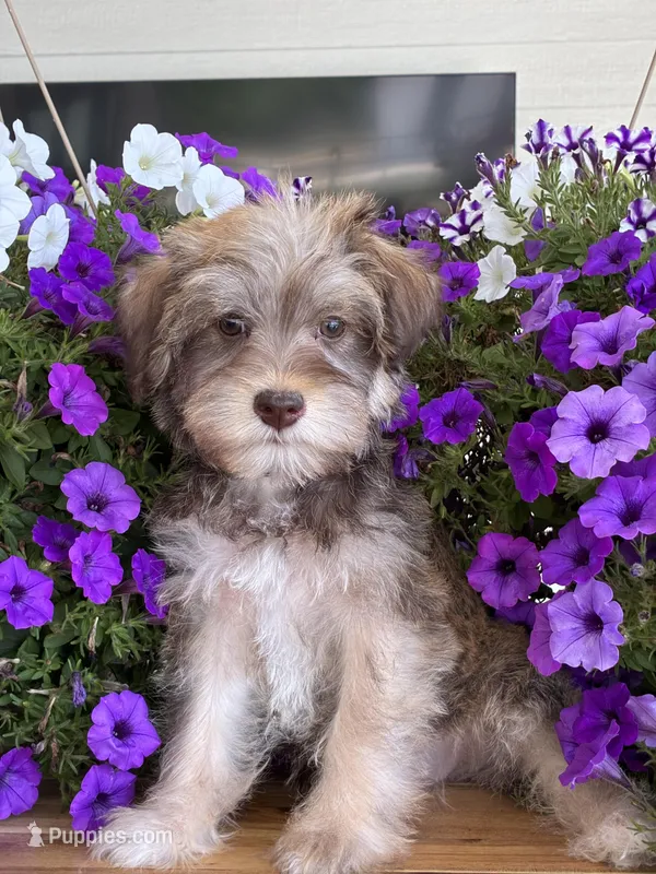 Cream collar  – Schnoodle puppy for sale in Farmersville, TX