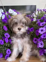 Cream collar , a female Schnoodle for sale in Farmersville, TX – Photo 1 of 4