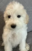 Wheaton , a female Goldendoodle for sale in Farmersville, TX – 1 of 2
