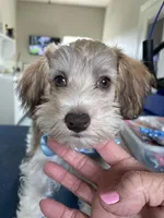 Party boy, a male Miniature Schnauzer and Schnoodle for sale in Farmersville, TX – Photo 5 of 6