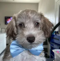 Party boy, a male Miniature Schnauzer and Schnoodle for sale in Farmersville, TX – Photo 2 of 6