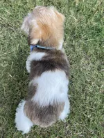 Party boy, a male Miniature Schnauzer and Schnoodle for sale in Farmersville, TX – Photo 6 of 6