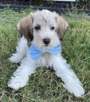 Party boy, a male Miniature Schnauzer and Schnoodle for sale in Farmersville, TX – Photo 1 of 6