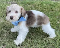 Party boy, a male Miniature Schnauzer and Schnoodle for sale in Farmersville, TX – Photo 3 of 6