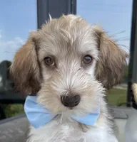 Party boy, a male Miniature Schnauzer and Schnoodle for sale in Farmersville, TX – Photo 4 of 6