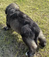 Blue collar , a female Goldendoodle for sale in Farmersville, TX – 5 of 5