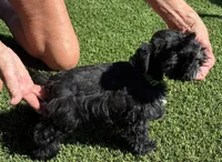 Green collar male, a male Miniature Schnauzer for sale in Farmersville, TX – 4 of 5