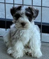 Black collar male, a male Miniature Schnauzer for sale in Farmersville, TX – 2 of 4