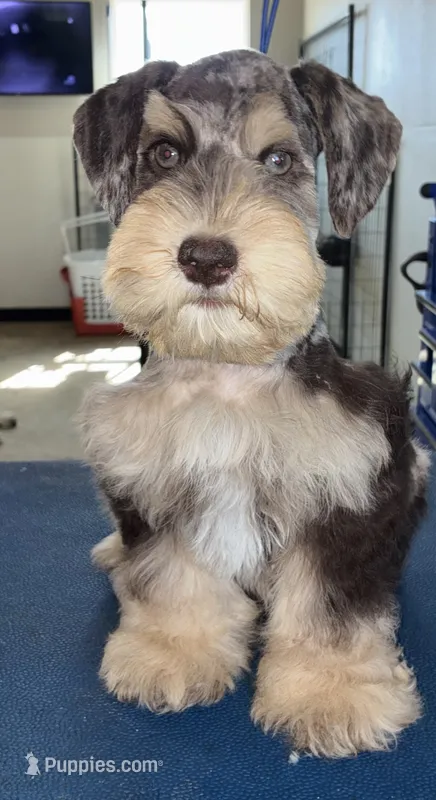 Teal collar chocolate Merle – Miniature Schnauzer puppy for sale in Farmersville, TX