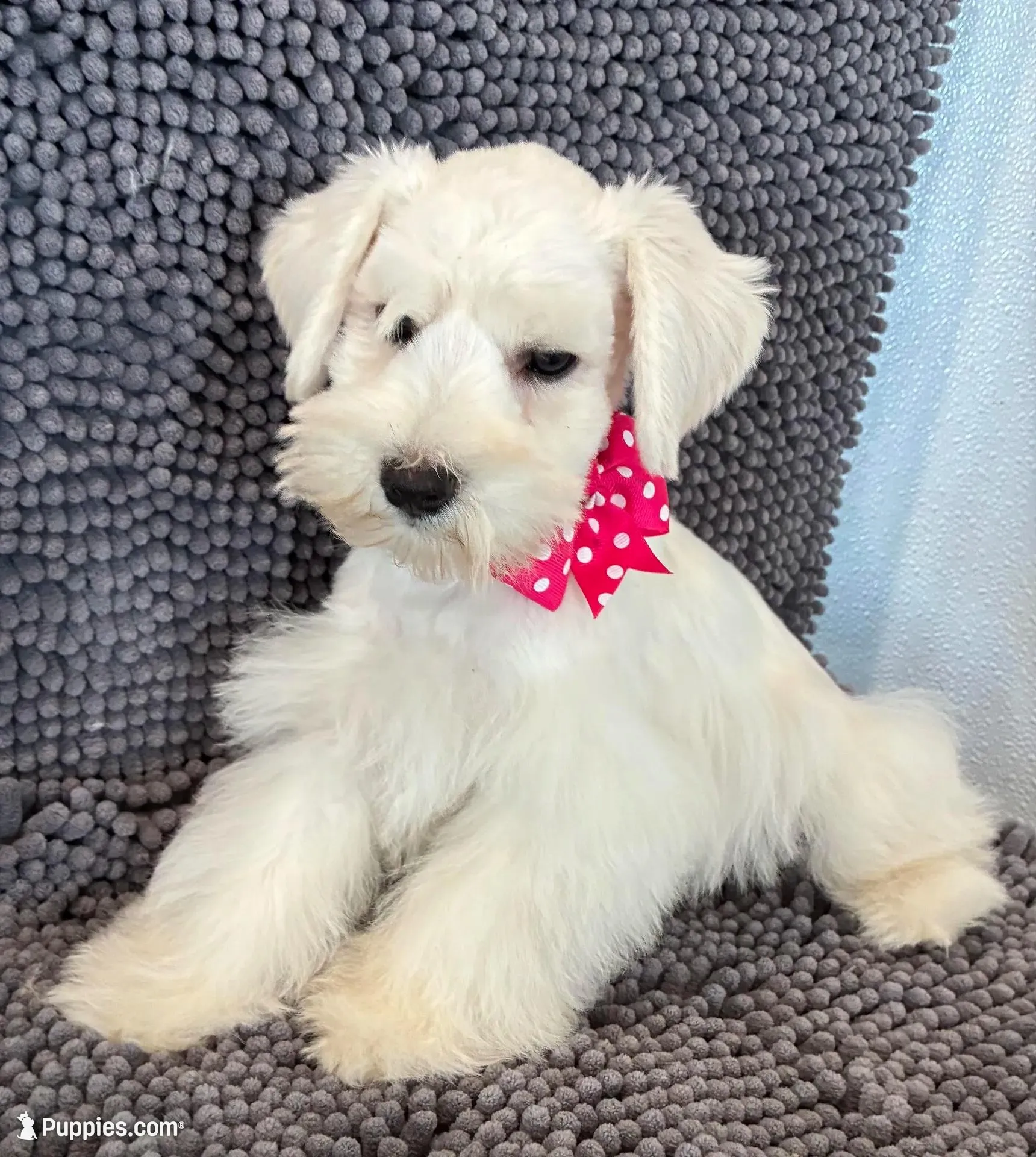 Pink collar female , a female Miniature Schnauzer for sale in Farmersville, TX – Photo 3 of 3