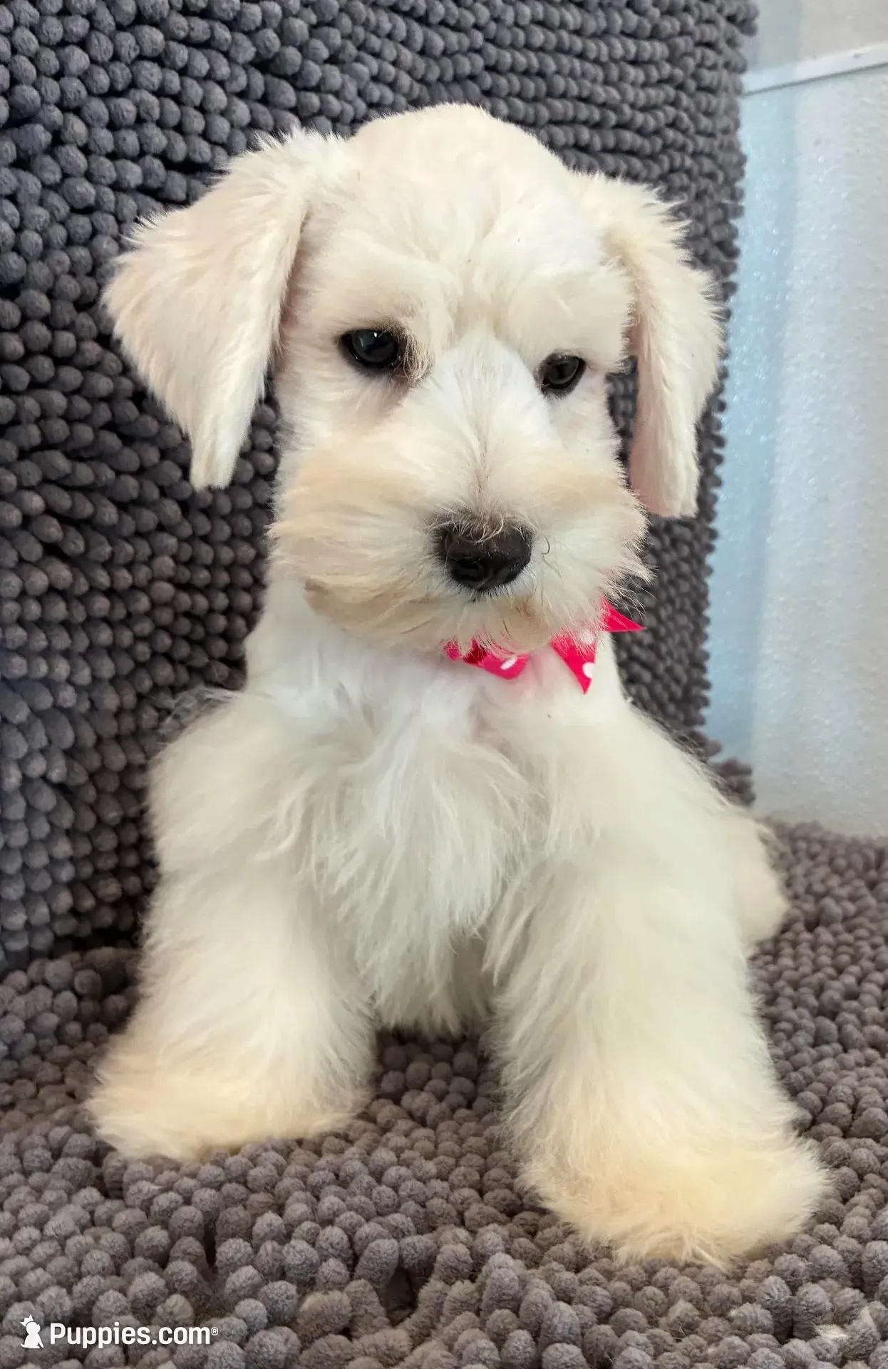 Pink collar female  – Miniature Schnauzer puppy for sale in Farmersville, TX