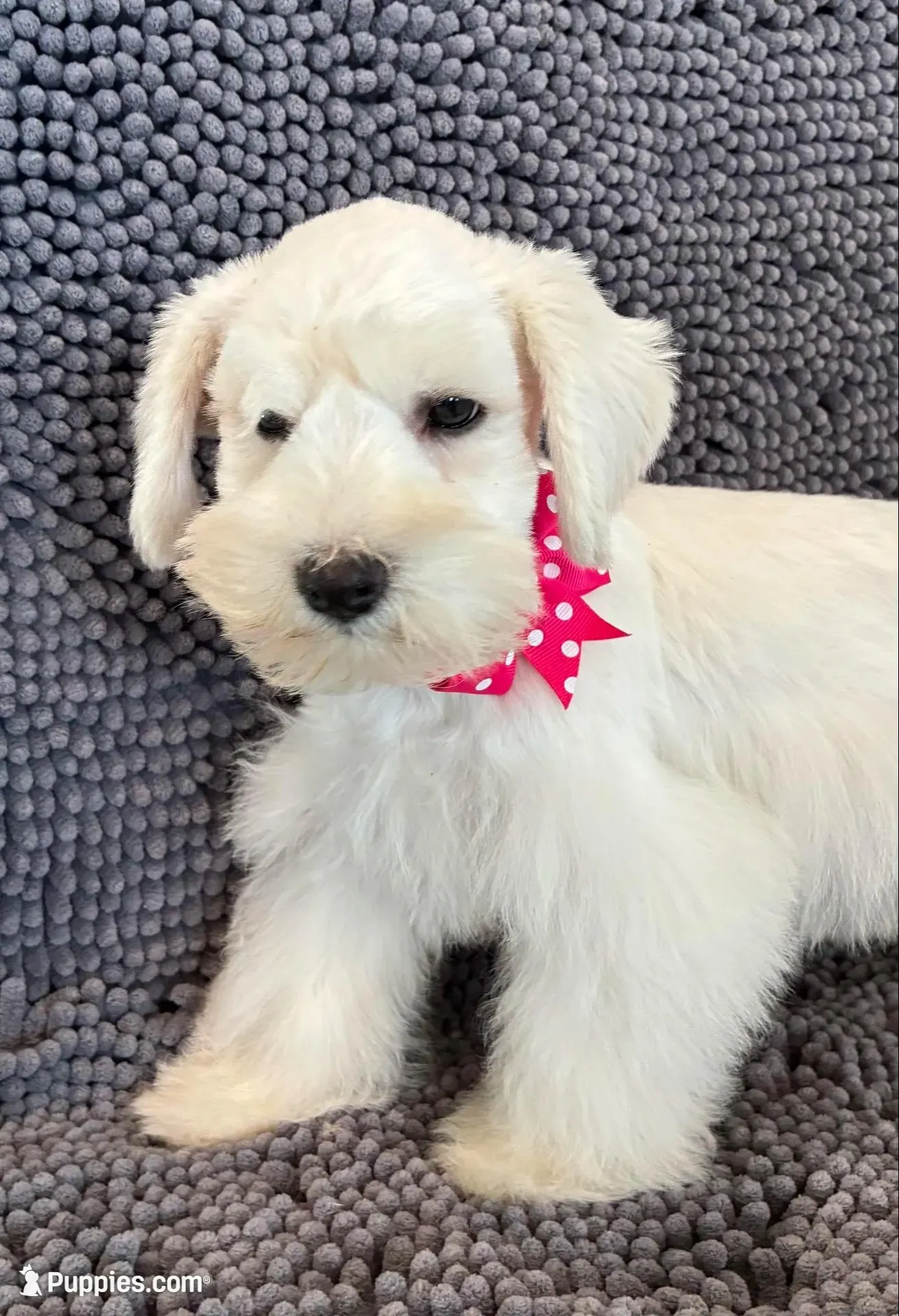 Pink collar female , a female Miniature Schnauzer for sale in Farmersville, TX – Photo 2 of 3