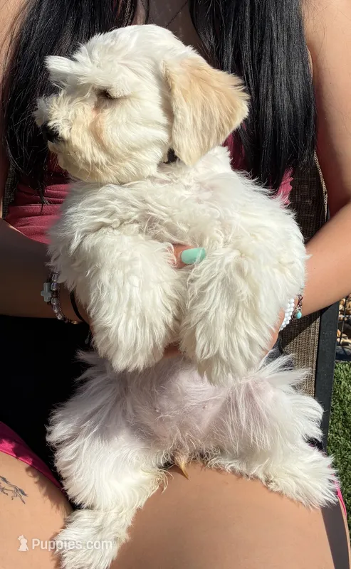 Cream collar  – Miniature Schnauzer puppy for sale in Farmersville, TX