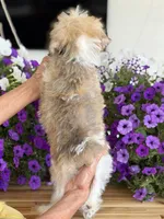 Finnigan, Jr, a male Schnoodle for sale in Farmersville, TX – Photo 7 of 7