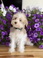 Finnigan, Jr, a male Schnoodle for sale in Farmersville, TX – Photo 2 of 7