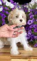 Finnigan, Jr, a male Schnoodle for sale in Farmersville, TX – Photo 5 of 7