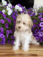Finnigan, Jr, a male Schnoodle for sale in Farmersville, TX – Photo 3 of 7