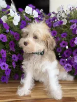 Finnigan, Jr, a male Schnoodle for sale in Farmersville, TX – Photo 4 of 7