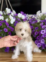 Finnigan, Jr, a male Schnoodle for sale in Farmersville, TX – Photo 6 of 7