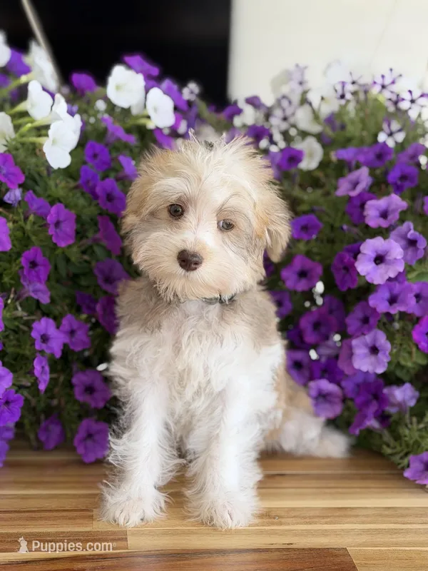 Finnigan, Jr – Schnoodle puppy for sale in Farmersville, TX