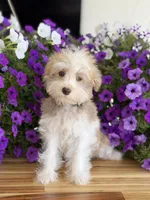 Finnigan, Jr, a male Schnoodle for sale in Farmersville, TX – Photo 1 of 7