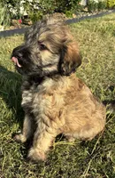 Orange female , a female Goldendoodle for sale in Farmersville, TX – 3 of 4