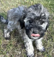 Purple collar, a female Goldendoodle for sale in Farmersville, TX – 2 of 3