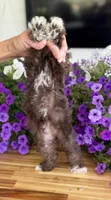 Pea Pie , a female Schnoodle for sale in Farmersville, TX – Photo 5 of 6
