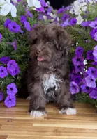 Pea Pie , a female Schnoodle for sale in Farmersville, TX – Photo 4 of 6