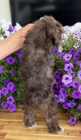 Pea Pie , a female Schnoodle for sale in Farmersville, TX – Photo 6 of 6