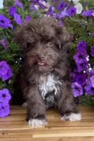 Pea Pie , a female Schnoodle for sale in Farmersville, TX – Photo 2 of 6