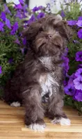 Pea Pie , a female Schnoodle for sale in Farmersville, TX – Photo 3 of 6