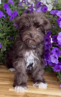 Pea Pie , a female Schnoodle for sale in Farmersville, TX – Photo 1 of 6