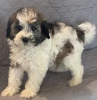 Yellow collar, a male Goldendoodle for sale in Farmersville, TX – 2 of 2