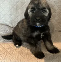 Blue collar , a female Goldendoodle for sale in Farmersville, TX – 3 of 5