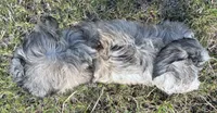Gray collar , a female Goldendoodle for sale in Farmersville, TX – 2 of 3