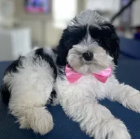 Black/White female, a female Miniature Schnauzer and Schnoodle for sale in Farmersville, TX – Photo 1 of 5