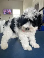 Black/White female, a female Miniature Schnauzer and Schnoodle for sale in Farmersville, TX – Photo 3 of 5