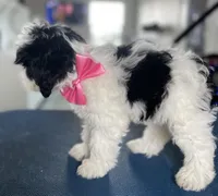 Black/White female, a female Miniature Schnauzer and Schnoodle for sale in Farmersville, TX – Photo 4 of 5