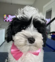 Black/White female, a female Miniature Schnauzer and Schnoodle for sale in Farmersville, TX – Photo 2 of 5