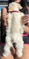 Red collar female, a female Miniature Schnauzer for sale in Farmersville, TX – 2 of 2